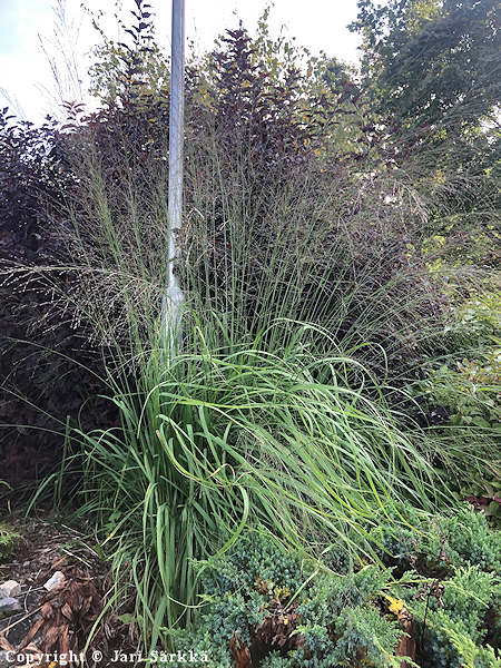 Molinia caerulea 'Moorhexe', sinihein